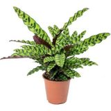 Calathea Lancifolia 'rattlesnake' - Dua Çiçeği Kaladya 10-20 cm
