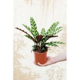 Calathea Lancifolia 'Rattlesnake' - Dua Çiçeği Kaladya - Ev Ofis Salon Iç Mekan Bitkisi - 40 Cm