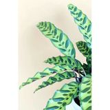 Calathea Lancifolia 'Rattlesnake' Ev Ofis Salon Iç Mekan Bitkisi