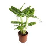 Calathea Leopardina (Dua Çiçeği)