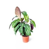 Calathea Louisae - Dua Çiçeği Kaladya 10-20 Cm
