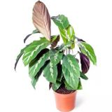 Calathea Louisae - Dua Çiçeği Kaladya - Ev Ofis Salon Bitkisi