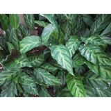 Calathea Louisae - Dua Çiçeği Kaladya - Ev Ofis Salon Iç Mekan Bitkisi - 40 Cm