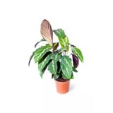 Calathea Louisae Dua Çiçeği Ofis Salon Iç Mekan Bitkisi 10-20 Cm