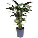 Calathea Majestica 'Exotica' (Dua Çiçeği)