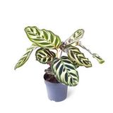 Calathea Makoyana | Dua Çiçeği