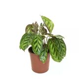 Calathea Medallion 'Flamestar' (Dua Çiçeği)