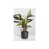 Calathea Rufibarba Wavestar - Kalatya Dua Çiçeği 10-20 Cm