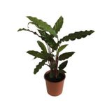 Calathea Rufibarba Wavestar Kalatya Dua Çiçeği Canlı Salon Bitkisi 20 - 30 Cm