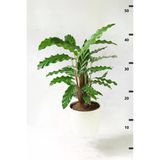 Calathea Rufibarba Wavestar Kalatya Dua Çiçeği Canlı Salon Bitkisi 20 - 40 Cm