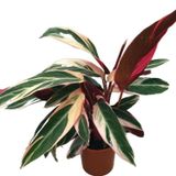 Calathea Triostar (Dua Çiçeği)