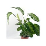 Calathea Warscewiczii Dua Çiçeği Fidanı 10-30 cm