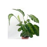 Calathea Warscewiczii Fidanı 10-20 Cm