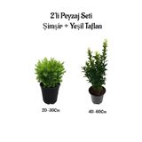 Çalı Şimşiri Fidanı+Yeşil Taflan Çit Bitki Seti 2'li Bahçe Peyzaj Bitki Seti, SRD04022025BYB748