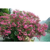 Çalı Zakkum Fidanı 40-60 Cm