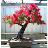 Callistemon Bonzai Ağacı Tohumu 30 Tohum + Süpriz Bonsai Tohumu