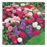 Callistephus Pompon Dark Red Aster Çiçeği Tohumu(50 Tohum)