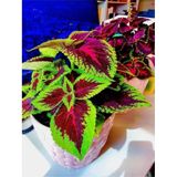 Cam Güzeli Çiçeği Golyoz1 Fidanı Saksılı 20 Cm 40 Cm