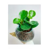 Cam Saksıda Peperomia