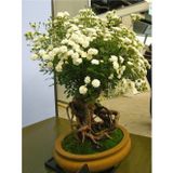 Çam Tohumculuk Bodur Beyaz Gül Bonzai Ağacı Tohumu 5 Adet Tohum Bonsai Ağacı Tohumu