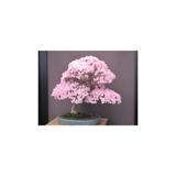 Çam Tohumculuk Bodur Cherry Blossom Bonzai Ağacı Tohumu 5 Adet Bonsai Ağacı Tohumu