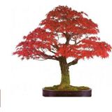 Çam Tohumculuk Bodur Flamingo Bonzai Ağacı Tohumu 5 Adet Bonsai Ağacı Tohumu