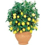 Çam Tohumculuk Bodur Hint Limonu Bonzai Ağacı Ekim Seti 5 Adet Tohum Saksı Toprak Kombin