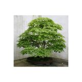 Çam Tohumculuk Bodur Japon Redwood Bonzai Ağacı Tohumu 5 Adet Bonsai Ağacı Tohumu