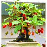 Çam Tohumculuk Bodur Kızılcık Bonzai Ağacı Tohumu 5 Adet Bonsai Ağacı Tohumu