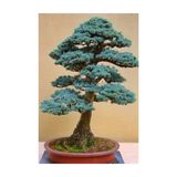 Çam Tohumculuk Bodur Mavi Selvi Bonzai Ağacı Tohumu 5 Adet Bonsai Ağacı Tohumu