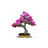 Çam Tohumculuk Bodur Mersin Bonzai Ağacı Tohumu 5 Adet Bonsai Ağacı Tohumu