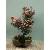 Çam Tohumculuk Bodur Pembe Gül Bonzai Ağacı Tohumu 5 Adet Tohum Bonsai Ağacı Tohumu
