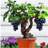 Çam Tohumculuk Bodur Siyah Üzüm Bonzai Ağacı Tohumu 5 Adet Bonsai Ağacı Tohumu