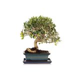 Çam Tohumculuk Bodur Zeytin Bonzai Ağacı Tohumu 2 Adet Tohum Bonsai Ağacı Tohumu