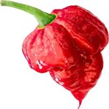 Çam Tohumculuk Ithal Nadir Çok Acı Trinidat Scorpion Biber Tohumu 5 Adet Tohum Dünyanın En Acı Akrep Biberi