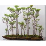 Çam Tohumculuk Japon Kavağı Bonzai Ağacı Tohumu 5 Adet Bonsai Ağacı Tohumu