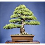 Çam Tohumculuk Karaçam Bonzai Ağacı Tohumu 5 Adet Bonsai Ağacı Tohumu