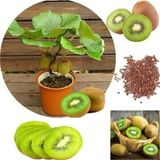 Çam Tohumculuk Kivi Bonzai Ağacı Tohumu 5 Adet Bonsai Ağacı Tohumu