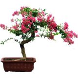 Çam Tohumculuk Krep Mersin Bonzai Ağacı Tohumu 5 Adet Bonsai Ağacı Tohumu