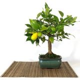 Çam Tohumculuk Limon Bonzai Ağacı Tohumu 3 Adet Bonsai Ağacı Tohumu