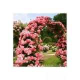 Çam Tohumculuk Look Saksılık Nadir Yediveren Pembe Sarmaşık Gül Tohumu 5 Tohum Th-877796320215