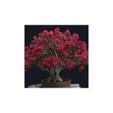 Çam Tohumculuk Mersin Bonzai Ağacı Tohumu 5 Adet Bonsai Ağacı Tohumu