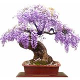 Çam Tohumculuk Murat Tohum Bodur Bonsai Flamingo Ağacı Tohumu Seti 5 Tohum