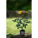 Çam Tohumculuk Nadir Ithal Bodur Sarı Gül Bonzai Ağacı Tohumu 5 Tohum Bonsai Tohumu