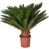 Çam Tohumculuk Nadir Ithal Cycas Tohumu 3 Adet Tohum Sikas Revoluta