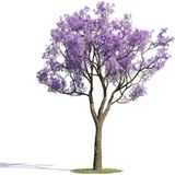 Çam Tohumculuk Nadir Jakaranda Ağacı Tohumu 10 Adet Tohum Jacaranda Mimosifolia