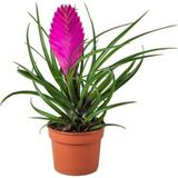 Çam Tohumculuk Nadir Tillansia Çiçeği Tohumu 5 Adet Tohum Airplant