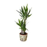 Çam Tohumculuk Nadir Yucca Ağacı Tohumu 5 Adet Tohum Avize Çiçeği