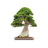 Çam Tohumculuk Okaliptüs Bonzai Ağacı Tohumu 5 Adet Bonsai Ağacı Tohumu