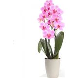 Çam Tohumculuk Pembe Orkide Tohumu 5 Adet Tohum Phalaenopsis Çiçek Tohumu